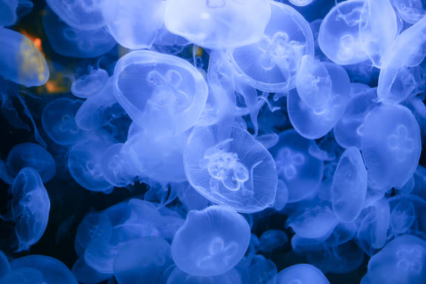 istock Jellyfish in deep blue water 1331844457