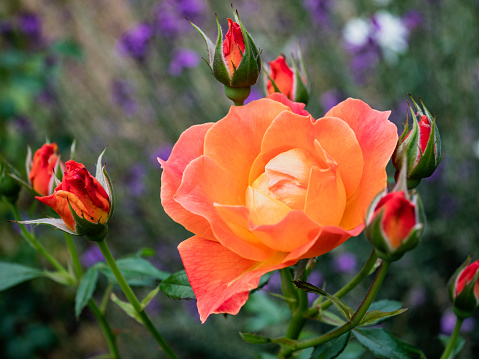 Close-up of open rose blossom with pastel shades of orange, pink, and yellow surrounded by rosebuds. Morning light, summer.