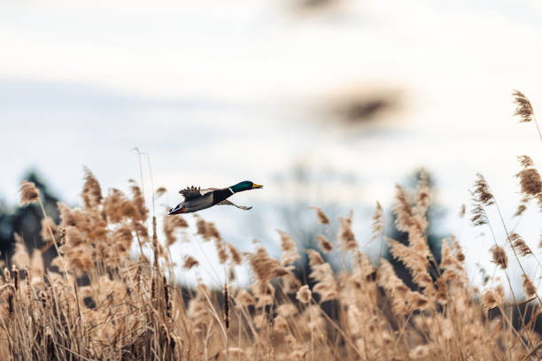 männliche stockente fliegt über einen teich über schilf. die ente hebt ab. - tiere bei der jagd stock-fotos und bilder