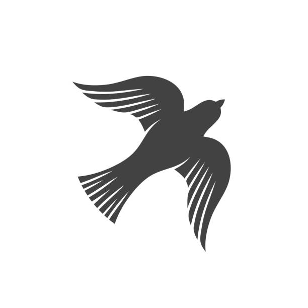 Silhouette of doves in sky. Shalom Israel, Peace Israel. Hanukkah greeting cards. 11439406 Vector Art at Vecteezy