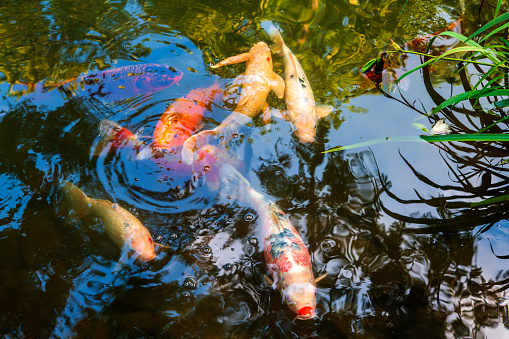 Colorful schools of koi and goldfish in the ornamental fish pond