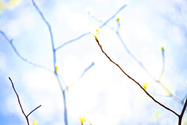 istock New Leaves Growing on the Tree 1331849441