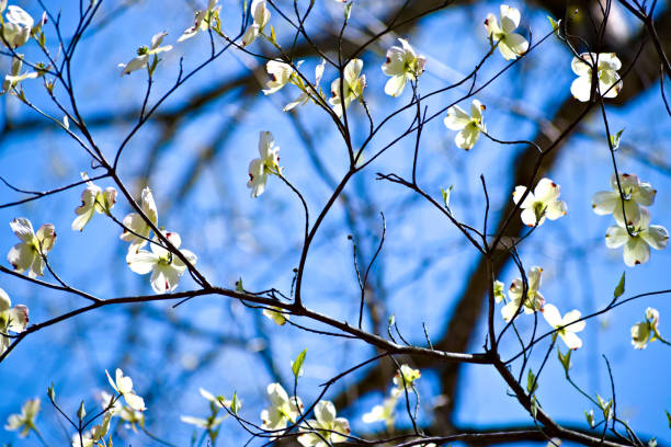 istock White Flowers Bloom on the Tree 1331849472