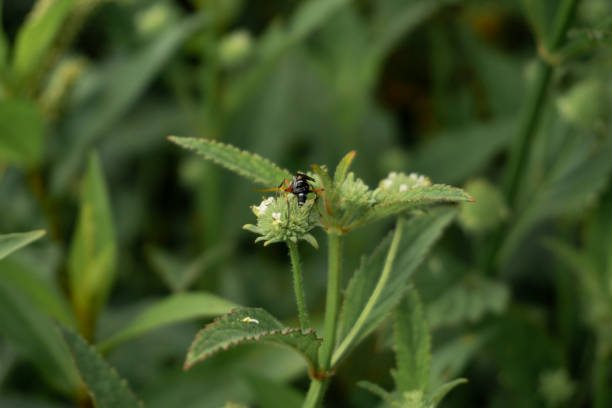 istock A bee is perching on a white green flower looking for nectar 1331849549