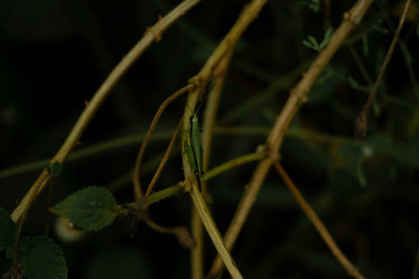 istock A grasshopper is perching on a plant stem in a bush 1331849636