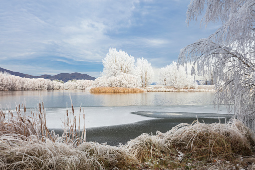 Winter at the Kellands Ponds, Twizel, New Zealand. After several days of fog and freezing temperatures, the sun comes out to reveal a magical winter landscape where everthing is covered in a heavy hoar frost.