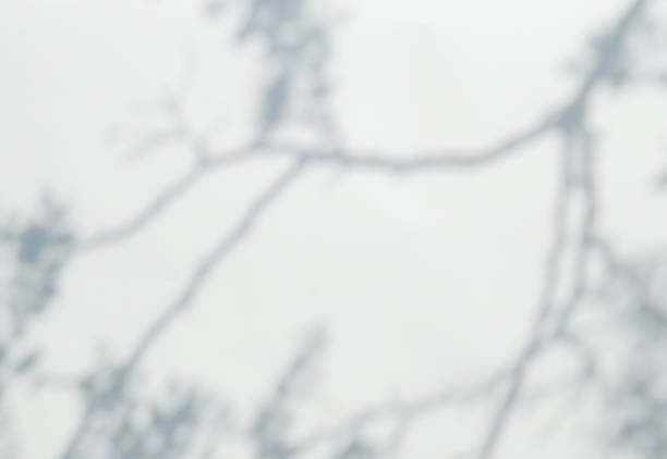 istock Defocused abstract shadows on white background. Blurred shadows of branches overlay. 1331851337