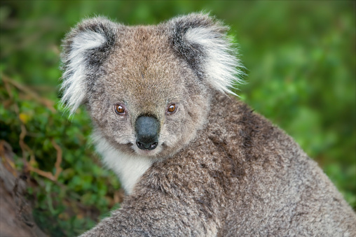 Australian native Koala close up in the wild