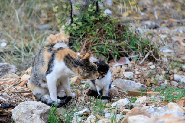 eine gefleckte katze wäscht ein kätzchen auf der straße - fell down stock-fotos und bilder