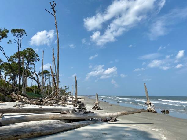 istock Trees and tree roots on eroding coastline with horizon on the water 1331852289