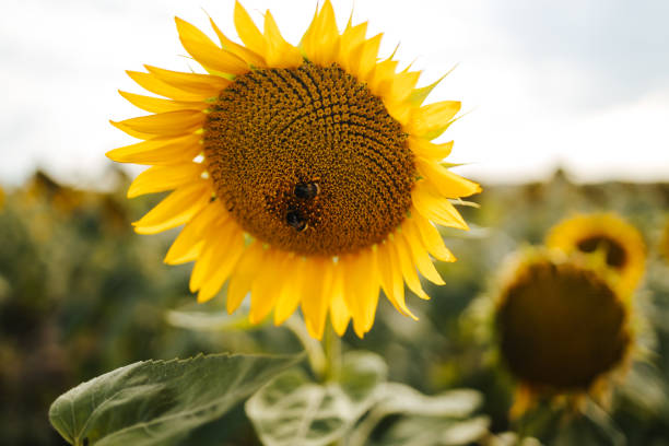 istock Bumblebee on a sunflower head 1331852880