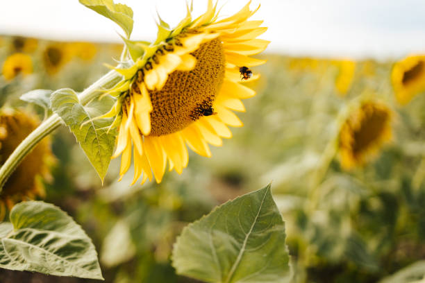 istock Bumblebee in flight towards a sunflower head 1331852994