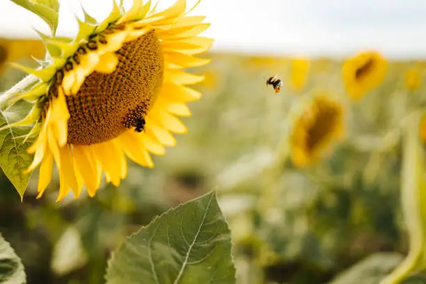 Photo of Bumblebee in flight towards a sunflower head