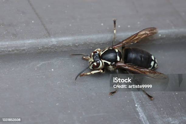 Bald Faced Hornet Stock Photo - Download Image Now - Hornet, Bee, Close-up
