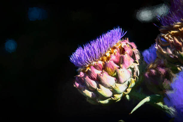 Artichoke Blooming in The Summer Sun