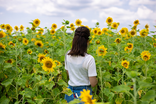 Japanese woman visiting sunflower farm to enjoy the summer.