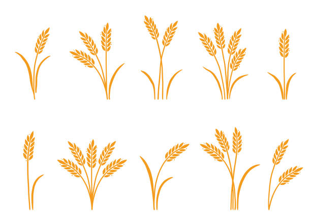 ilustrações, clipart, desenhos animados e ícones de trigo, cevada, ícone do arroz. desenhado à mão - wheat ears