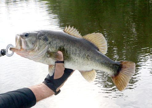 a fisherman holding up a large mouth bass he just caught