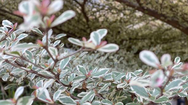 istock Closeup of beautiful small leaves 1331856858