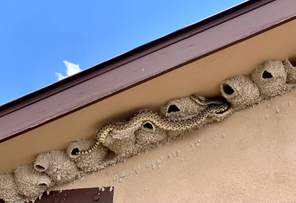 istock Bullsnake Raiding Swallow's Nest 1331857715