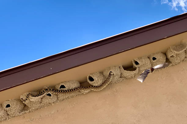 Bullsnake Raiding Swallow's Nest