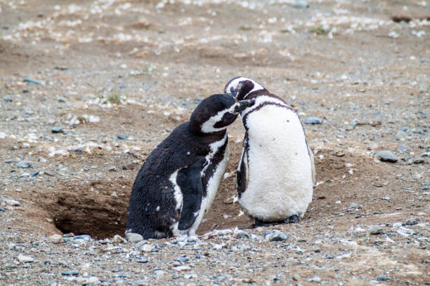 istock Penguin colony on Isla Magdalena island in Magellan Strait, Chile 1331862001