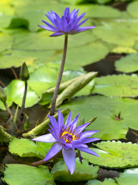 istock Bright tropical water lily flowers 1331862756