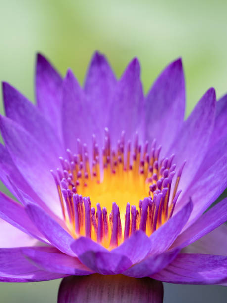 istock Bright tropical water lily flowers 1331862768