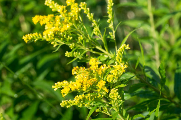 solidago canadensis, kanada goldrute gelbe blüten nahaufnahme selektiver fokus - wildflower botanical garden botany flower stock-fotos und bilder