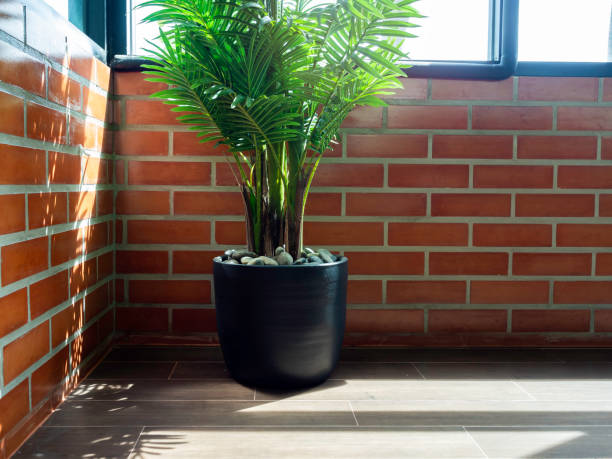 istock Green leaves in black ceramic pot. 1331863855