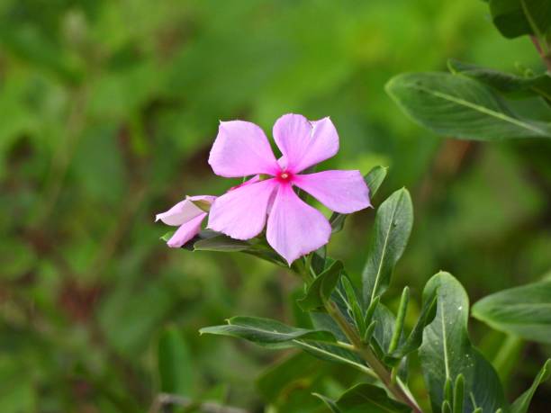 Madagascar Periwinkle (Catharanthus roseus) pink - Also known as Bright Eyes, Cape Periwinkle, Graveyard Plant, Old Maid, Pink Periwinkle, Rose periwinkle Madagascar Periwinkle flower catharanthus roseus stock pictures, royalty-free photos & images