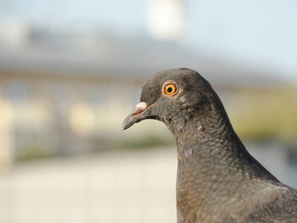 istock Urban pigeon close up on blurred background 1331866186