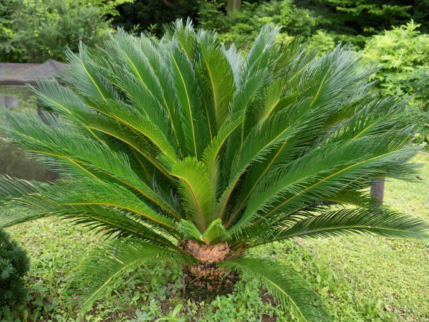 istock Cycad tree. It is a typical gymnosperm. 1331866727