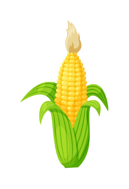 ilustrações de stock, clip art, desenhos animados e ícones de cartoon ripe corn cob in leaf isolated on white background - corn on the cob corn corn crop white background