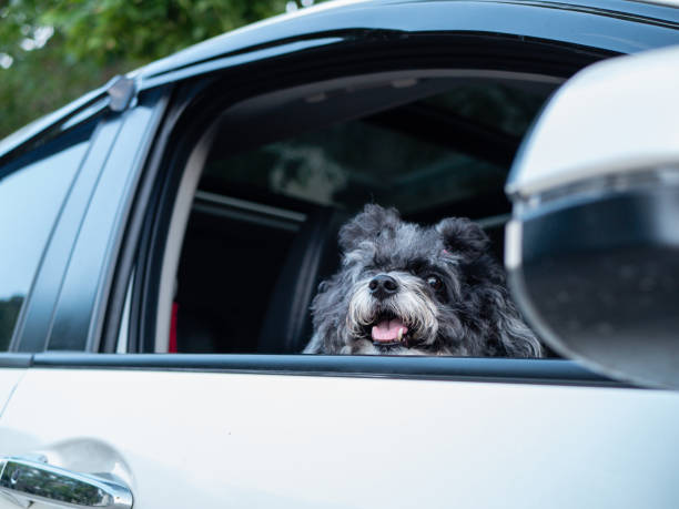 istock puppy teddy riding in car with head out window 1331866997