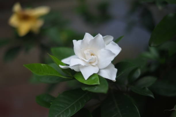 istock Close up macro shot of white rose. 1331869450