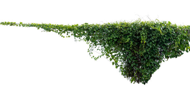 istock Green vines plant hanging a string isolated on white background. With copy space and clipping path. 1331870319