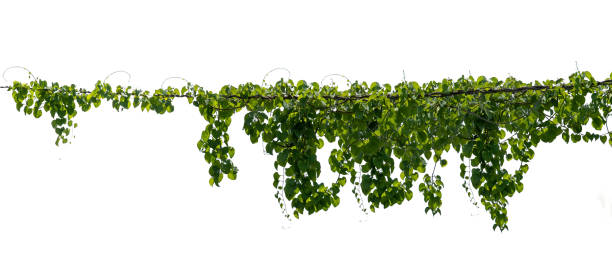 istock Green vines plant hanging a string isolated on white background. With copy space and clipping path. 1331870320