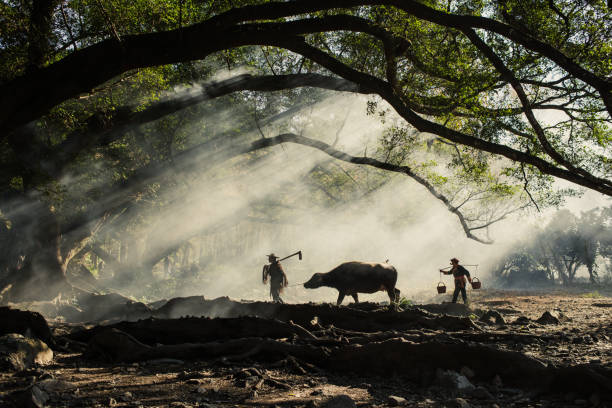 XIAPU, CHINA - DEC 07, 2019: Farmers walk a buffalo through the morning sunlight under the Banyan trees in Yangjiaxi Village