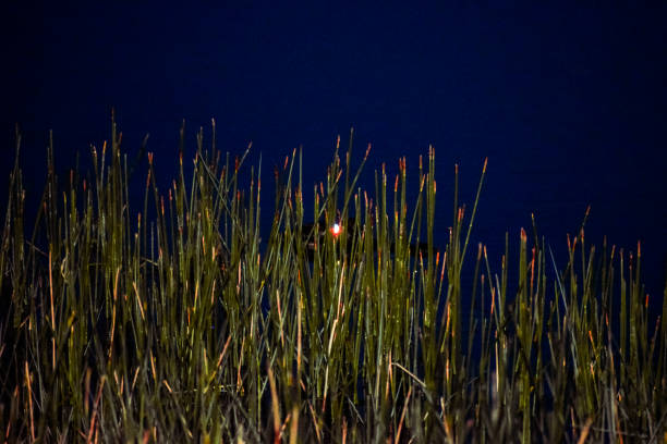 Swamp grass and glowing alligator eye