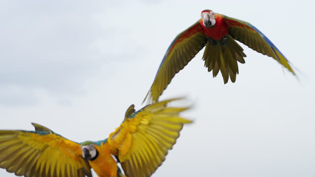 Macaw parrot couple fly.