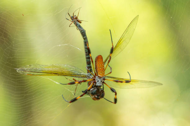 istock Golden Orbweaver 1331871352