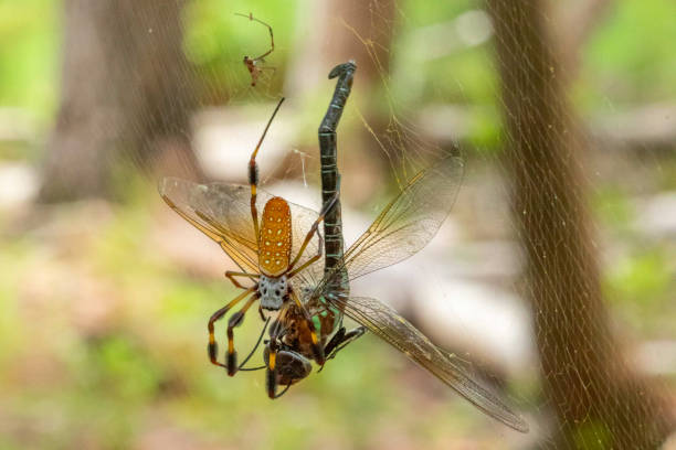 istock Golden Orbweaver 1331871369