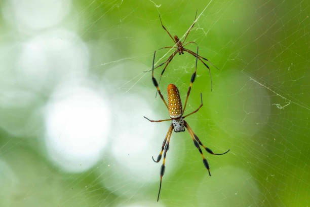 istock Golden Orbweaver 1331871386