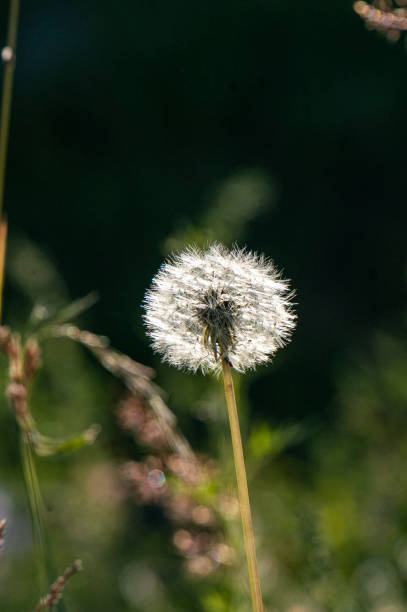 istock Nice meadow grass with flowers in Mongolia 1331872336