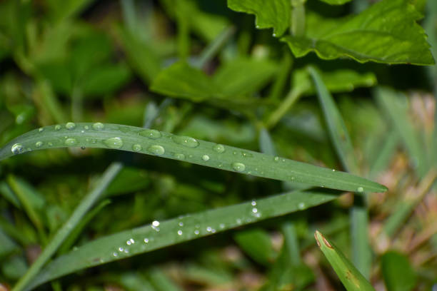 istock Drops of water on grass 1331872890