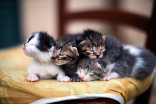 Kittens togetherness Group of Five two Weeks old Kittens newborn animal stock pictures, royalty-free photos & images