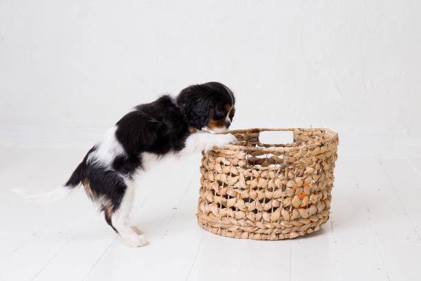 istock The beautiful King Charles Cavalier puppy 1331876970