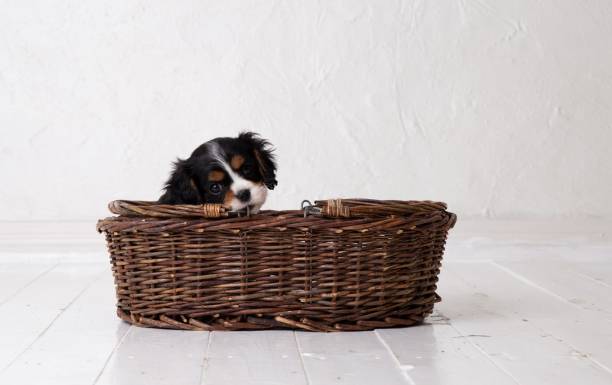 istock The beautiful King Charles Cavalier puppy 1331876988