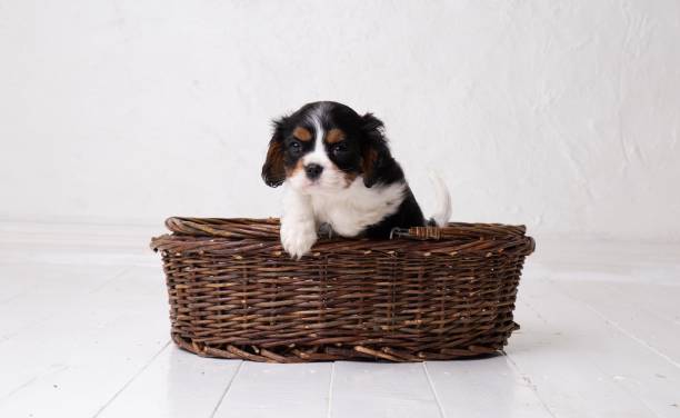 istock The beautiful King Charles Cavalier puppy 1331876997